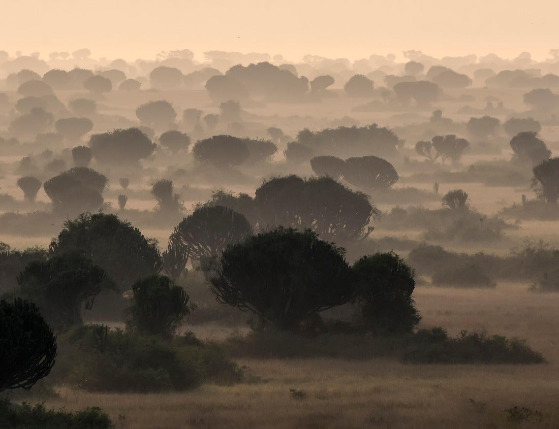 Noah Jigsaw Puzzle Morning haze on the Euphorbia savanna in Queen Elisabeth National Park, Uganda 1000 pieces