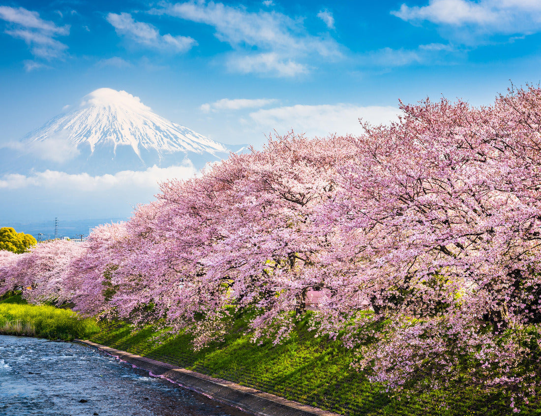 Noah Jigsaw Puzzle Mt. Fuji, Japan spring landscape 1000 pieces