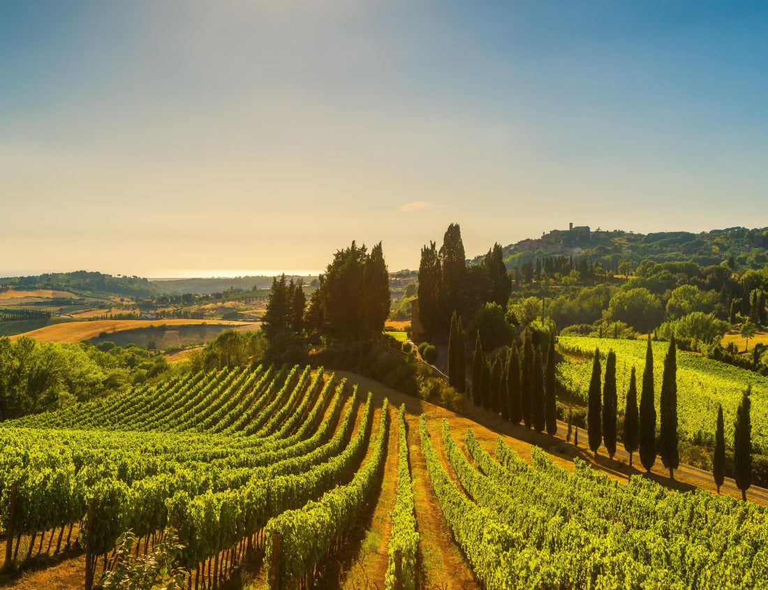 Noah Jigsaw Puzzle Casale Marittimo village, vineyards and countryside in Maremma. Pisa Tuscany, Italy 1000 pieces