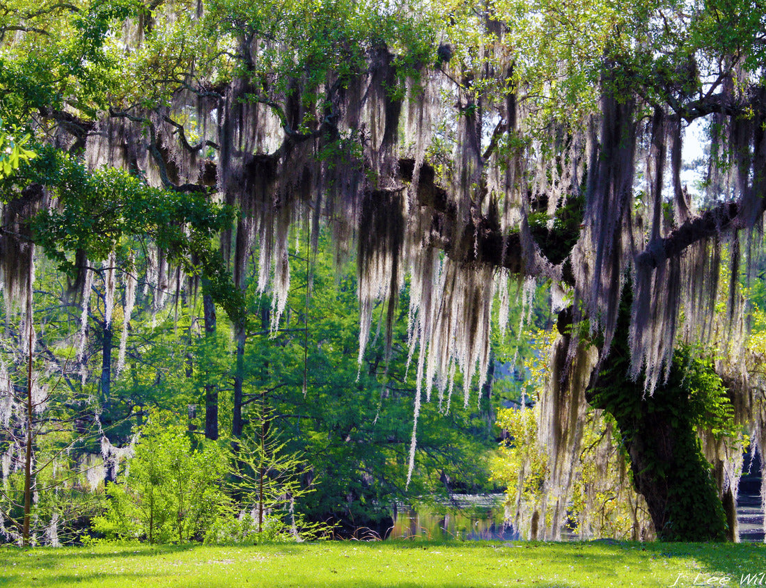 Noah Jigsaw Puzzle Mossy Oak Tree - Slidell, Louisiana north of New Orleans and Lake Pontchartrain on Bayou Liberty - swamp landscape scene 1000 pieces