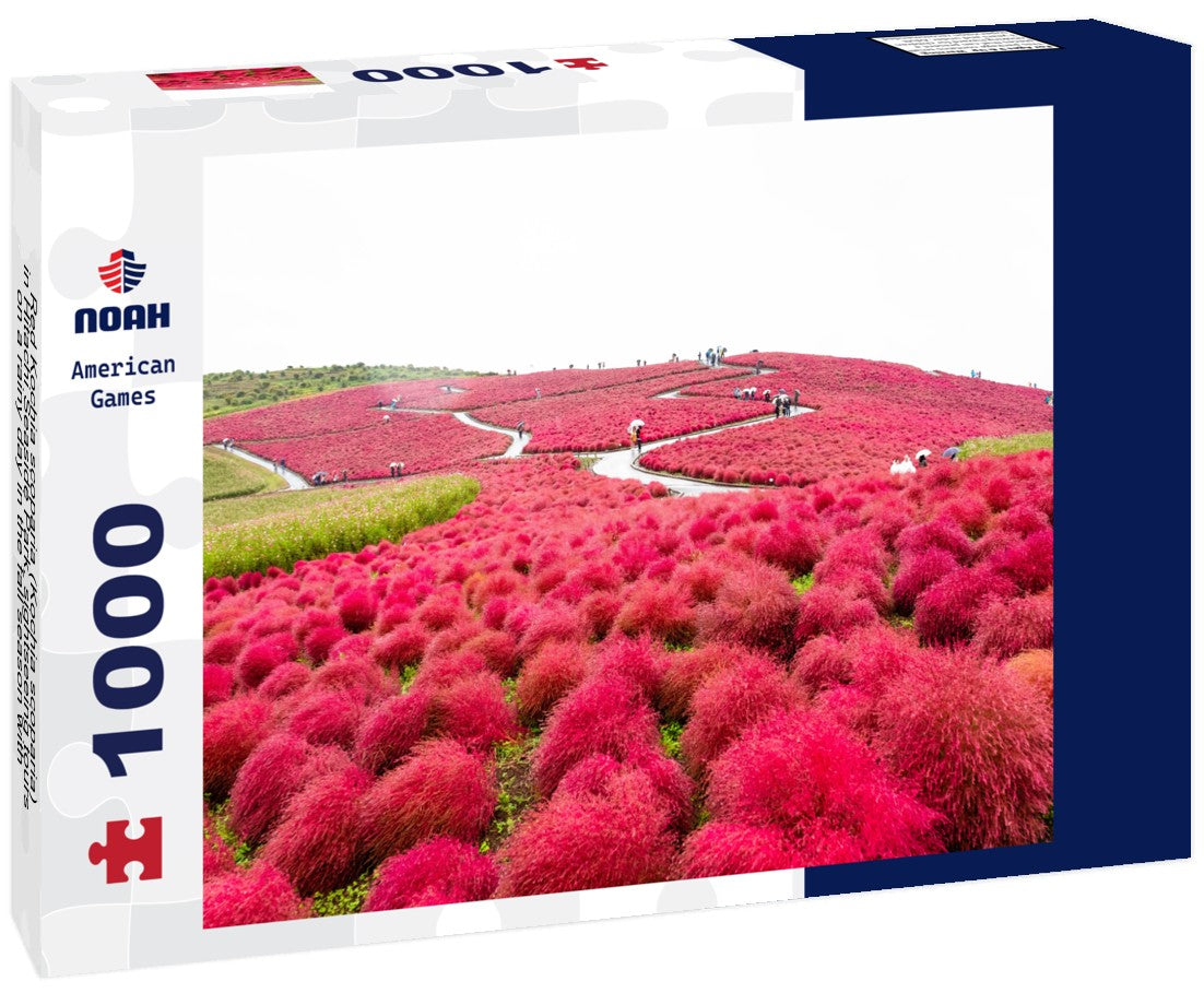 Noah Jigsaw Puzzle Red Kochia scoparia (Kochia scoparia) in Hitachi Seaside Park, sightseeing tours on a rainy day in the fall season with a white sky in Ibaraki, Japan 1000 pieces