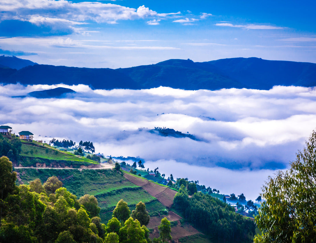 Noah Jigsaw Puzzle Gorilla's of Uganda at Bwindi Nationalpark 1000 pieces
