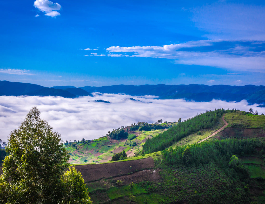 Noah Jigsaw Puzzle Hills of Uganda near Gorilla National Park 1000 pieces