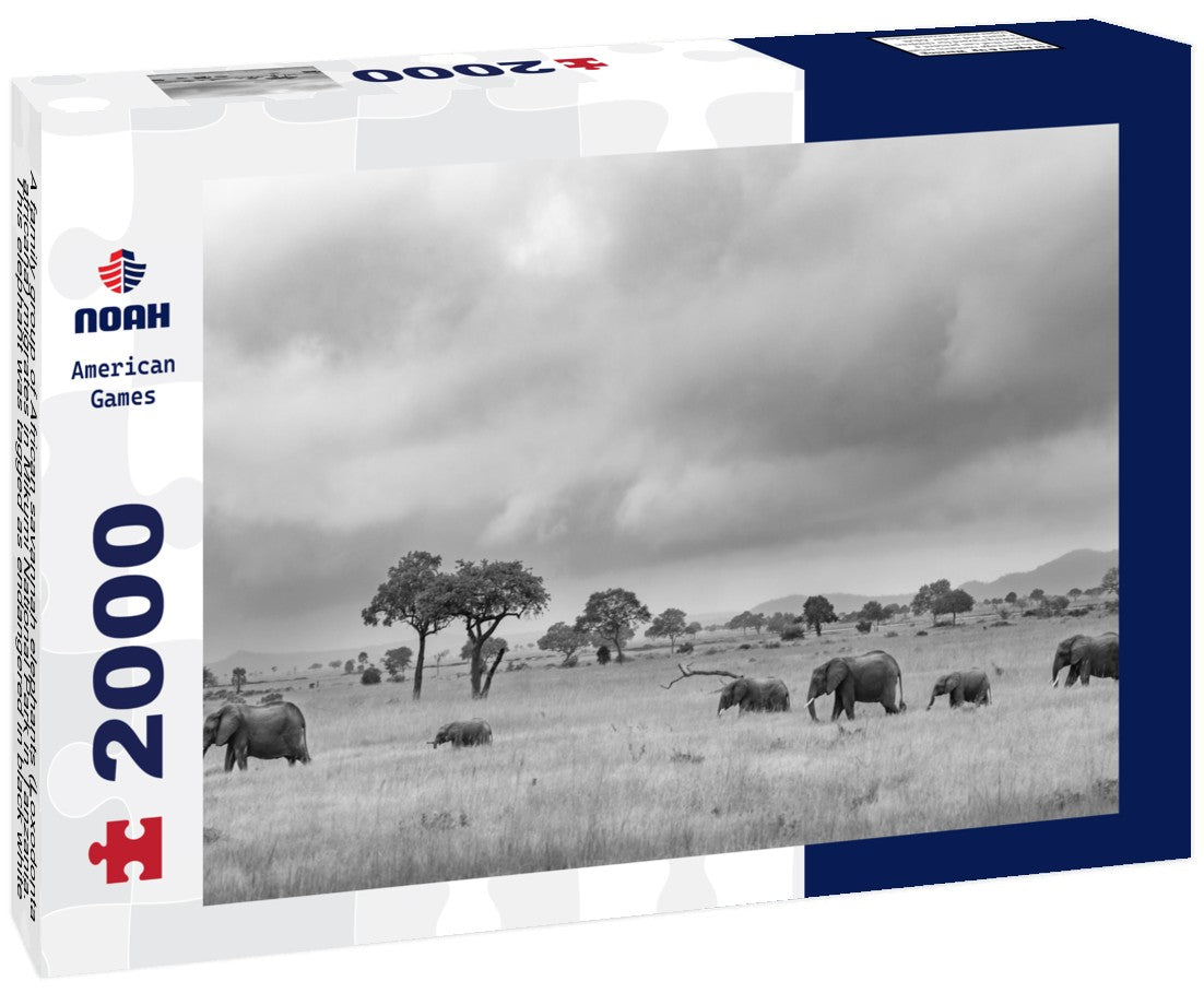 Noah Jigsaw Puzzle A family group of African savannah elephants (Loxodonta africana) migrates in Mikumi National Park in Tanzania. This elephant was tagged as endangered in black white 2000 pieces