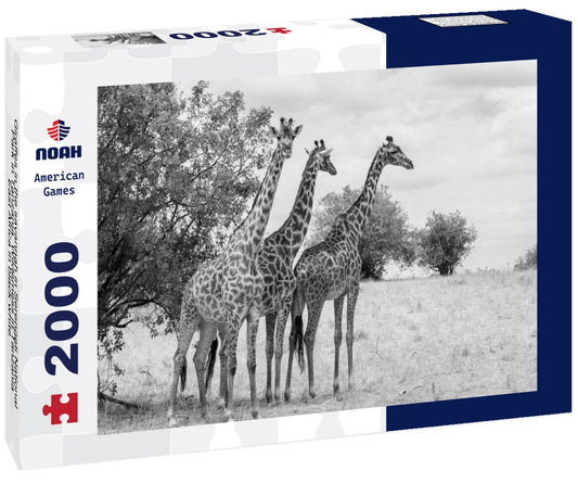 Noah Jigsaw Puzzle Giraffes in the savannah in Serengeti National Park in Tanzania. Wilderness in Tanzania, East Africa in black white 2000 pieces