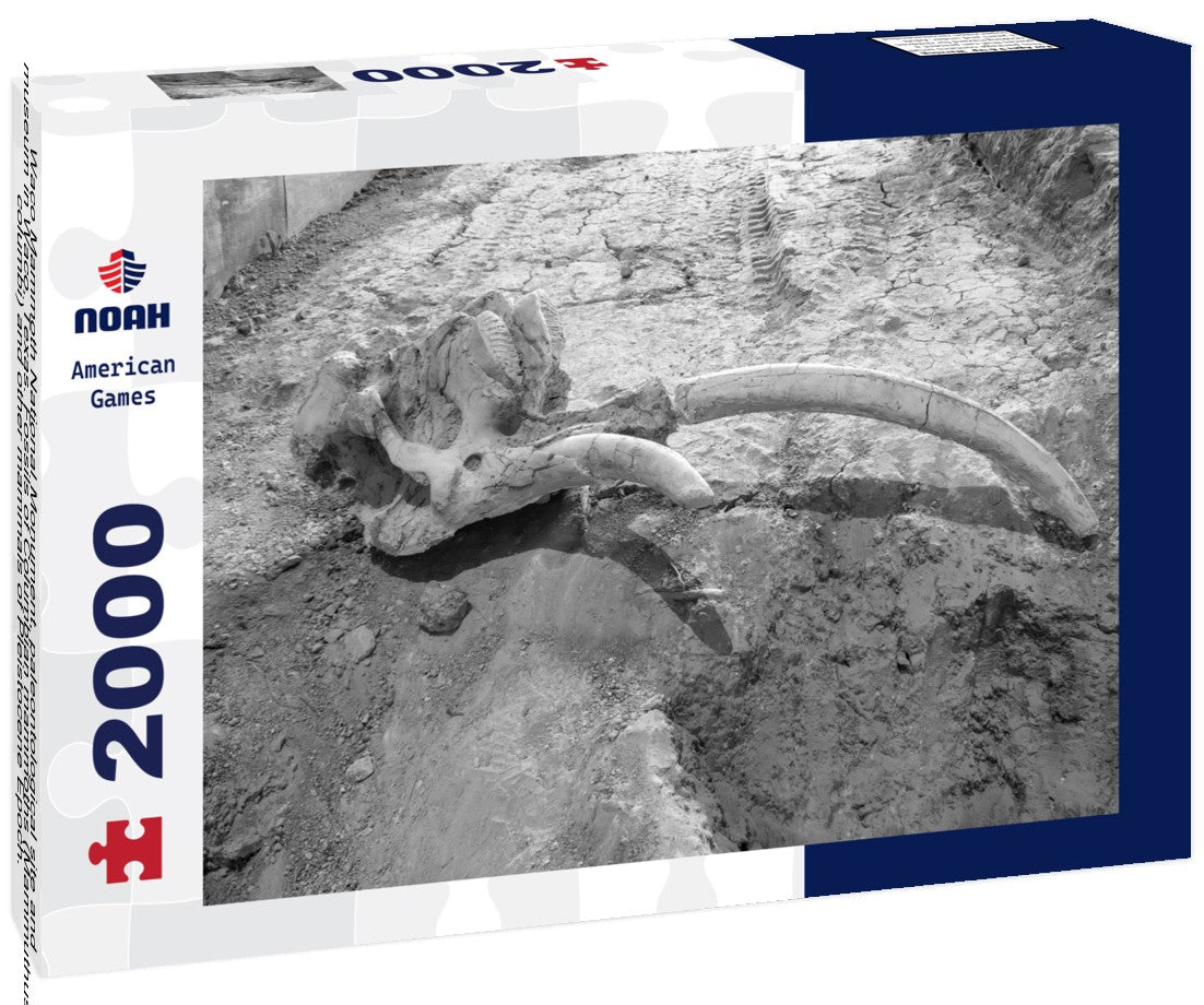 Waco Mammoth National Monument, paleontological site and museum in Waco, Texas. Fossils of Columbian mammoths (Mammuthus columbi) and other mammals of Pleistocene Epoch. Adult female skull with tusks 2000pc PuzzleBlack and White