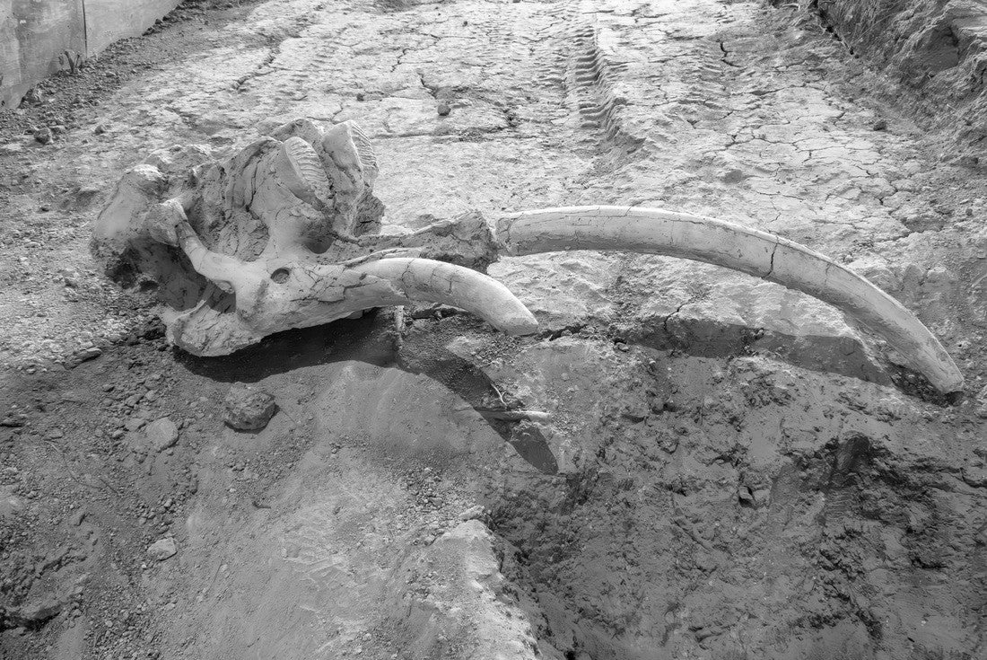 Waco Mammoth National Monument, paleontological site and museum in Waco, Texas. Fossils of Columbian mammoths (Mammuthus columbi) and other mammals of Pleistocene Epoch. Adult female skull with tusks 2000pc PuzzleBlack and White