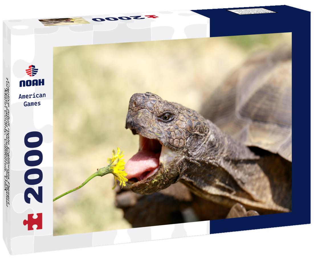 Noah Jigsaw Puzzle Captive adult male California Desert Tortoise eating Dandelion. San Rafael, Marin County, California, USA 2000 pieces