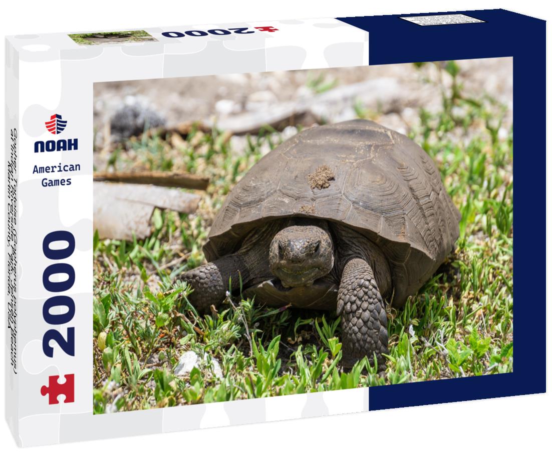 Noah Jigsaw Puzzle Gopher Tortoise (Gopherus polyphemus) at Indian Riverside Park, Jensen Beach, Martin County, Florida, USA 2000 pieces