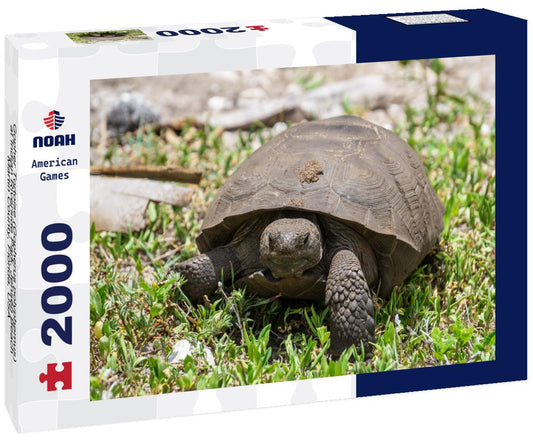 Noah Jigsaw Puzzle Gopher Tortoise (Gopherus polyphemus) at Indian Riverside Park, Jensen Beach, Martin County, Florida, USA 2000 pieces