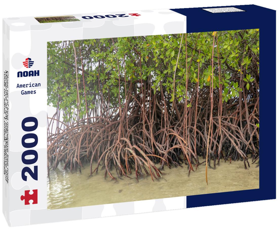 Noah Jigsaw Puzzle Close up of long mangrove tree roots. Mangrove at low tide. Mangrove and roots on sand, Lombok, Indonesia 2000 pieces