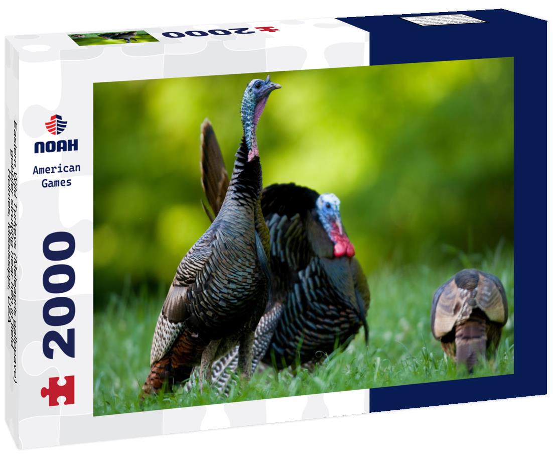 Noah Jigsaw Puzzle Eastern Wild Turkeys (Meleagris gallopavo) gobbler strutting near hen in field, Holmes, Mississippi, USA 2000 pieces