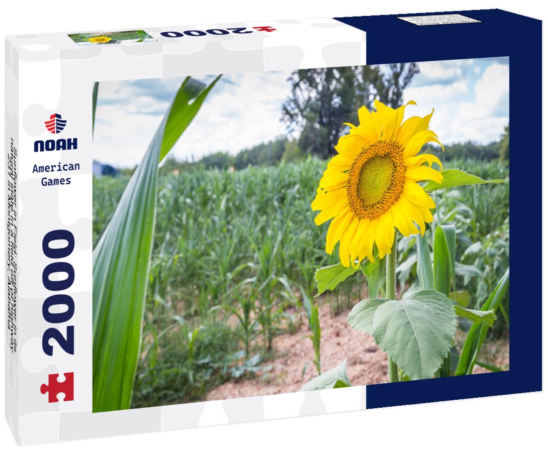 Noah Jigsaw Puzzle Sunflower in Field: Sunflower in its natural state in a field off of highway 231 in Montgomery, Alabama 2000 pieces