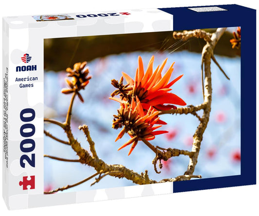 Noah Jigsaw Puzzle Erythrina caffra, the coast coral tree or African coral tree, California, official tree of Los Angeles 2000 pieces