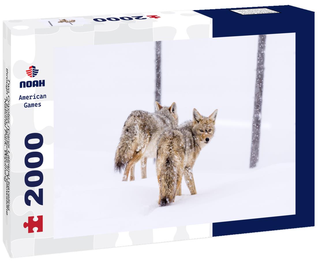 Noah Jigsaw Puzzle Two Coyotes (Canis Latrans) traveling through a snowy landscape in Yellowstone National Park, Wyoming 2000 pieces