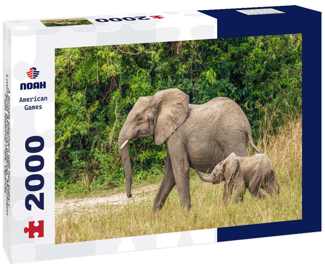Noah Jigsaw Puzzle A female elephant with her baby ( Loxodonta Africana) walking, Murchison Falls National Park, Uganda 2000 pieces