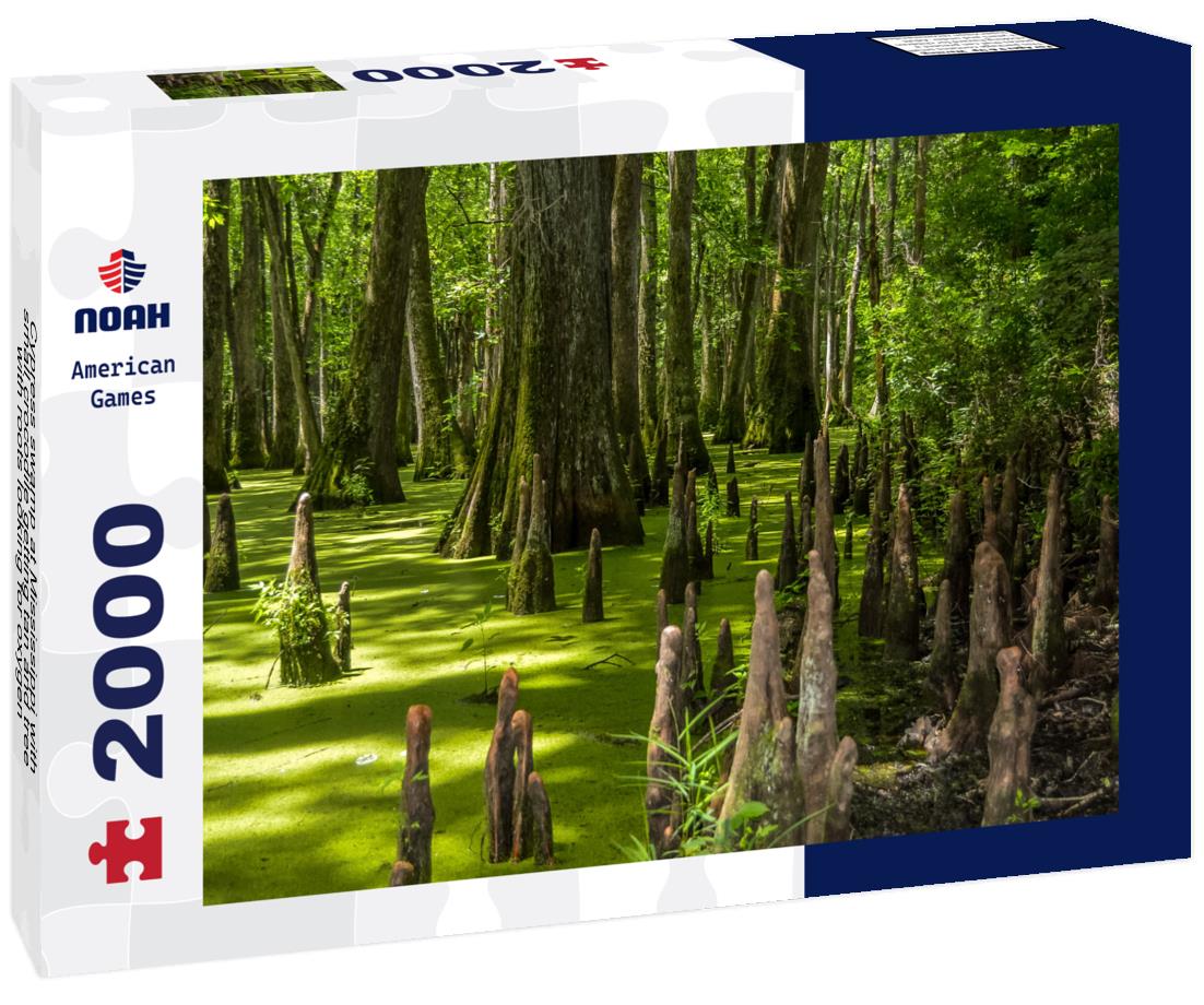 Noah Jigsaw Puzzle Cypress swamp at Mississippi with small crocodile getting tan and tree with roots looking for oxygen 2000 pieces