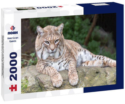 Noah Jigsaw Puzzle Bobcat (Lynx rufus californicus) resting on a rock and posing. Santa Clara County, California, USA 2000 pieces