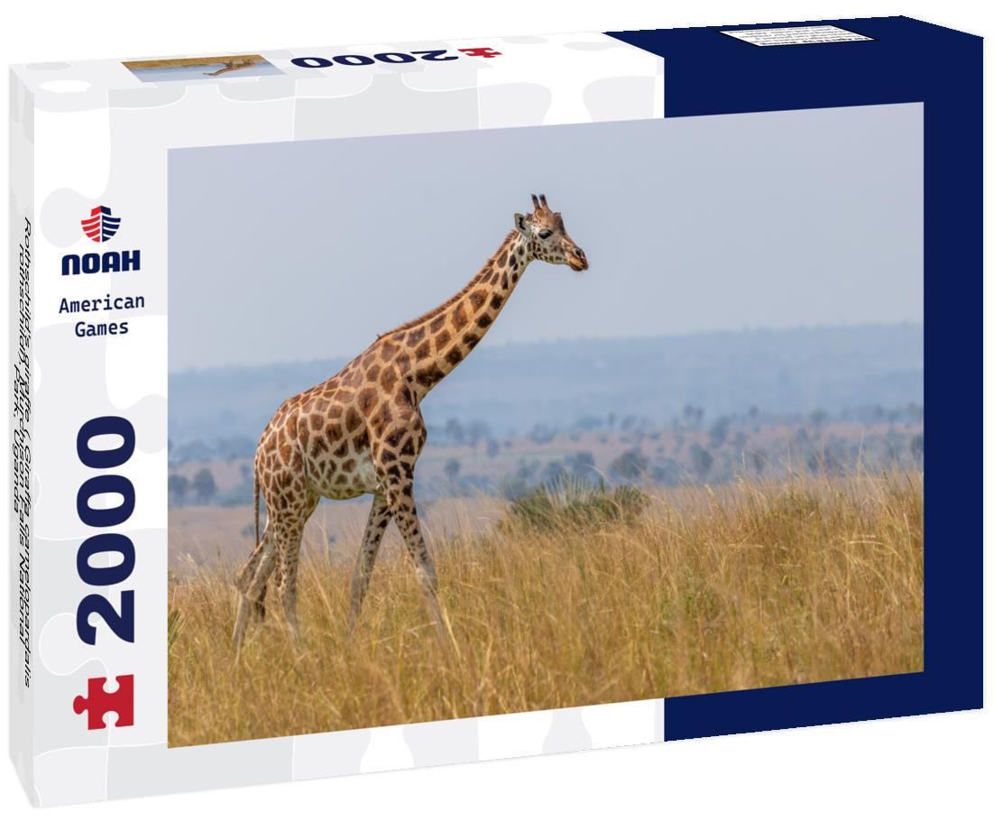 Noah Jigsaw Puzzle Rothschild's giraffe ( Giraffa camelopardalis rothschildi), Murchison Falls National Park, Uganda 2000 pieces