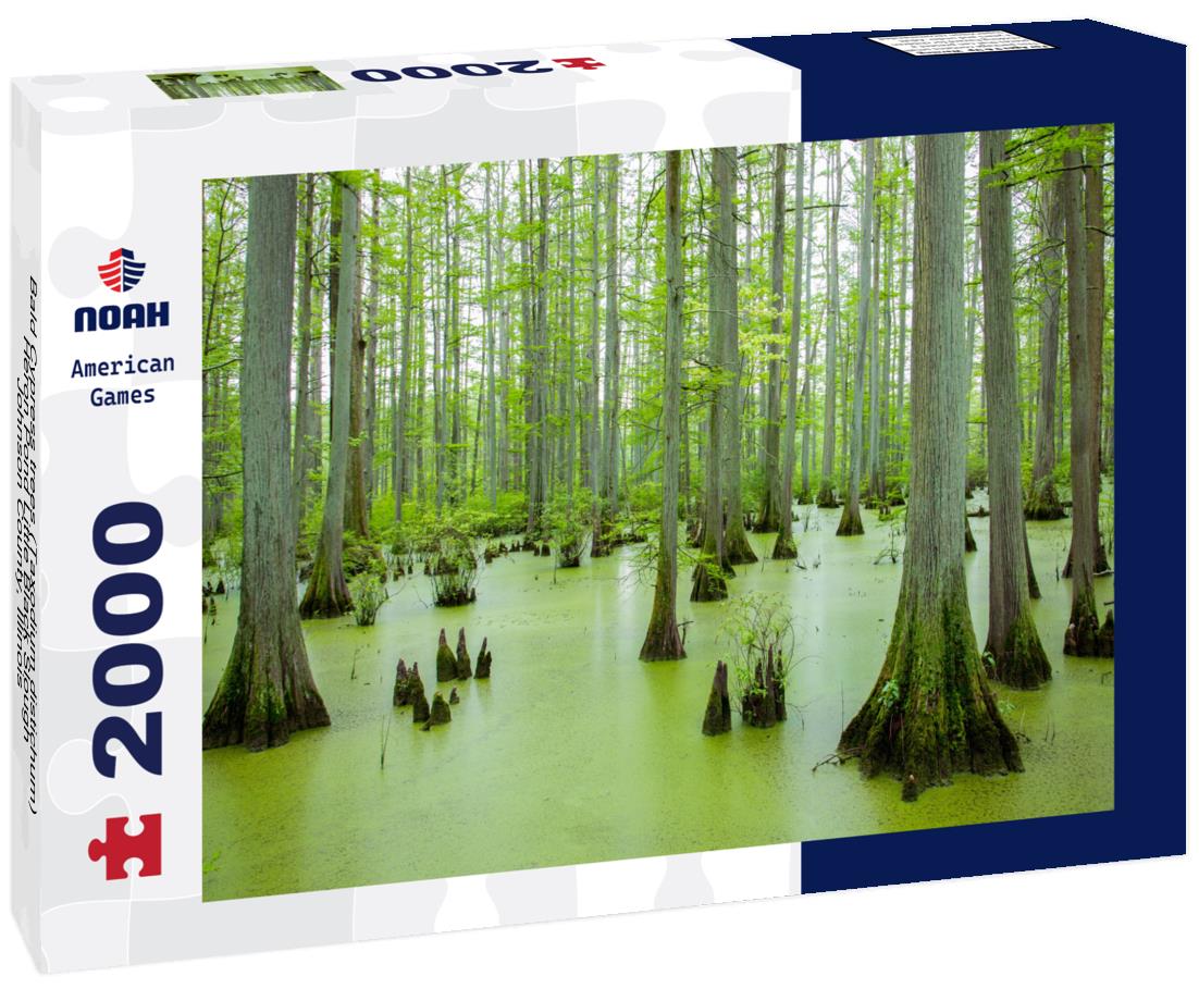 Noah Jigsaw Puzzle Bald Cypress trees (Taxodium distichum) Heron Pond Little Black Slough, Johnson County, Illinois 2000 pieces