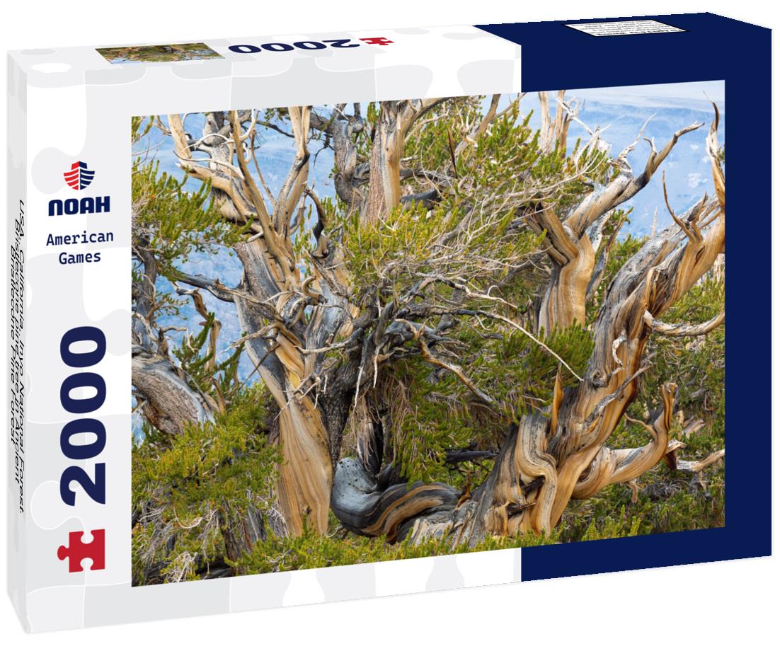 Noah Jigsaw Puzzle USA, California, Inyo National Forest. Bristlecone pine tree in Ancient Bristlecone Pine Forest 2000 pieces