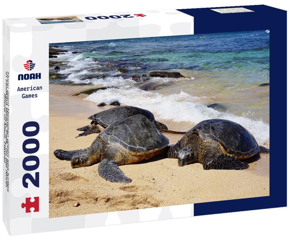 Noah Jigsaw Puzzle Honu giant Hawaiian green sea turtles in Hookipa Beach Park, on the North Shore of Maui, Hawaii 2000 pieces