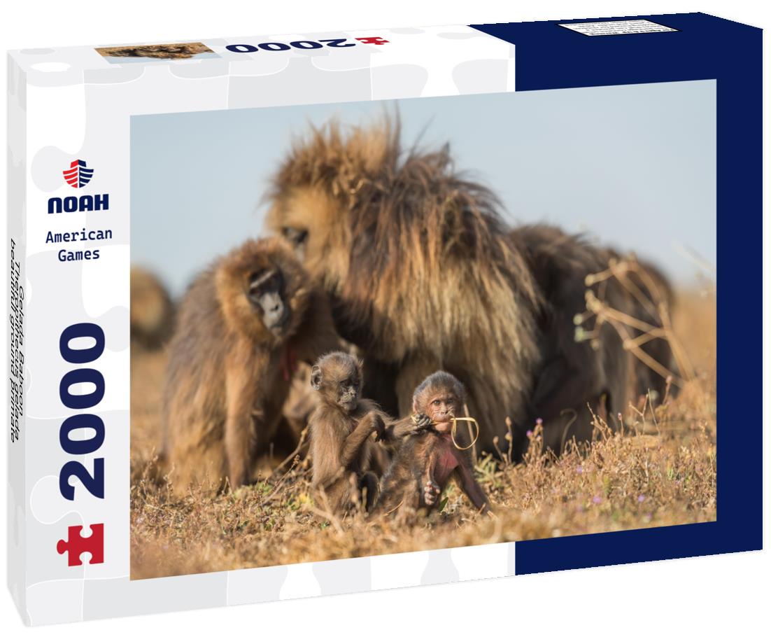 Noah Jigsaw Puzzle Gelada Baboon - Theropithecus gelada, beautiful ground primate from Simien mountains, Ethiopia 2000 pieces