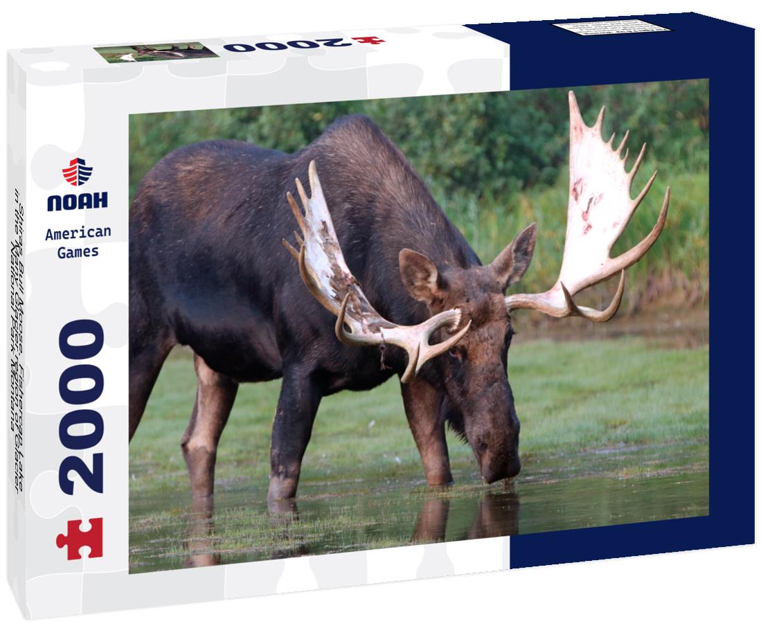 Noah Jigsaw Puzzle Shiras Bull Moose, Fishercap Lake in the Many Glacier region of Glacier National Park Montana 2000 pieces