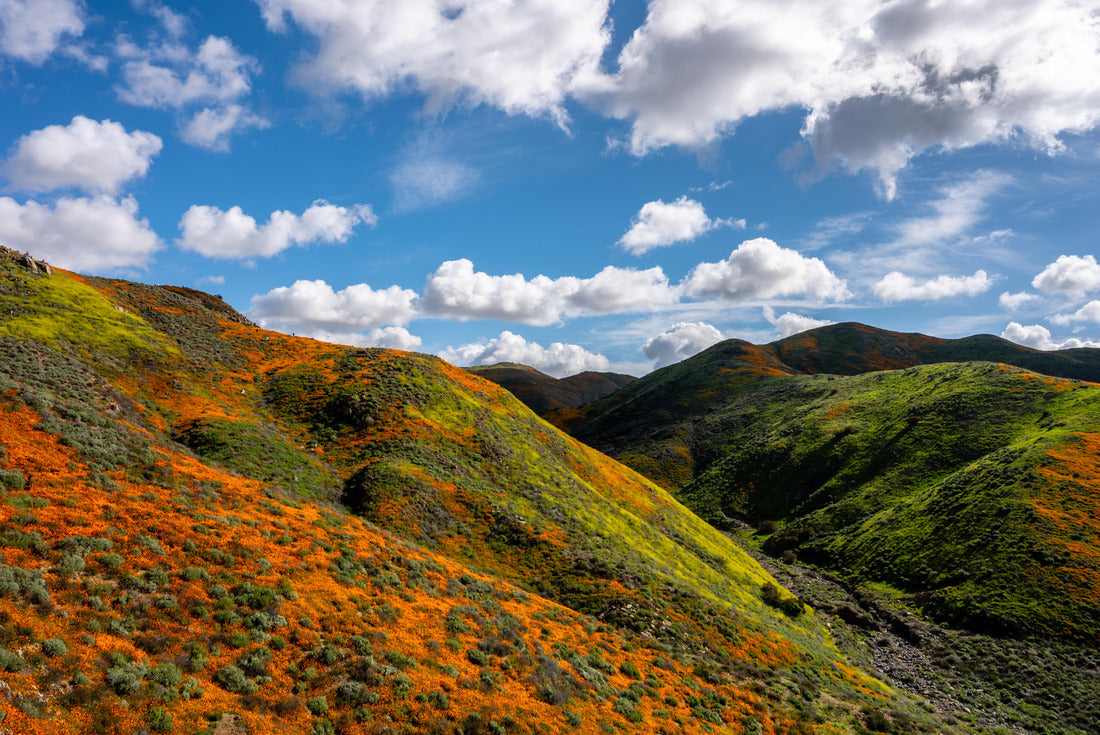 Noah Jigsaw Puzzle California poppies color the hillside on a beautiful cloudy day in Lake Elsinore, California 2000 pieces