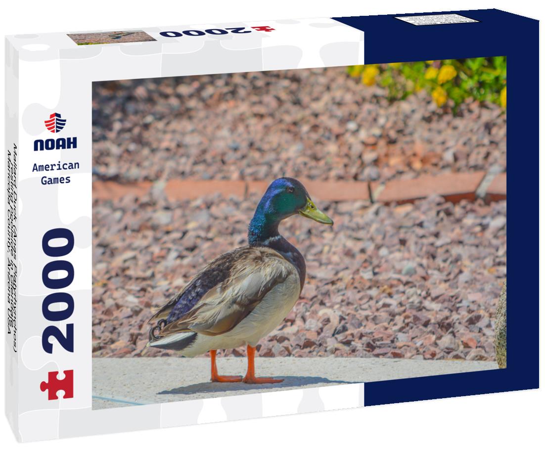 Noah Jigsaw Puzzle Mallard Duck (Anas Platyrhynchos) resting poolside in Glendale, Maricopa County, Arizona USA 2000 pieces