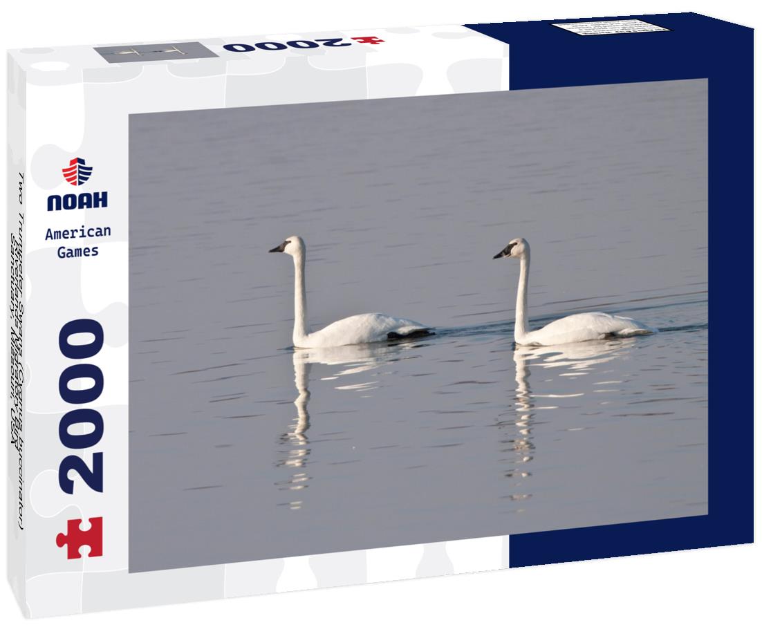 Noah Jigsaw Puzzle Two Trumpeter Swans (Cygnus buccinator), Riverlands Migratory Bird, Sanctuary, Missouri, USA 2000 pieces