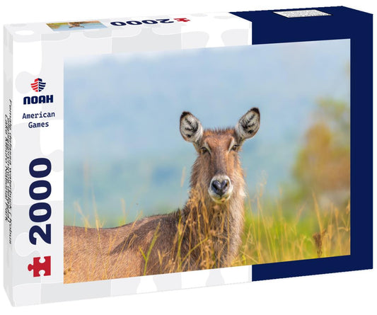 Noah Jigsaw Puzzle Female defassa waterbuck ( Kobus ellipsipiprymnus defassa), Lake Mburo National Park, Uganda 2000 pieces
