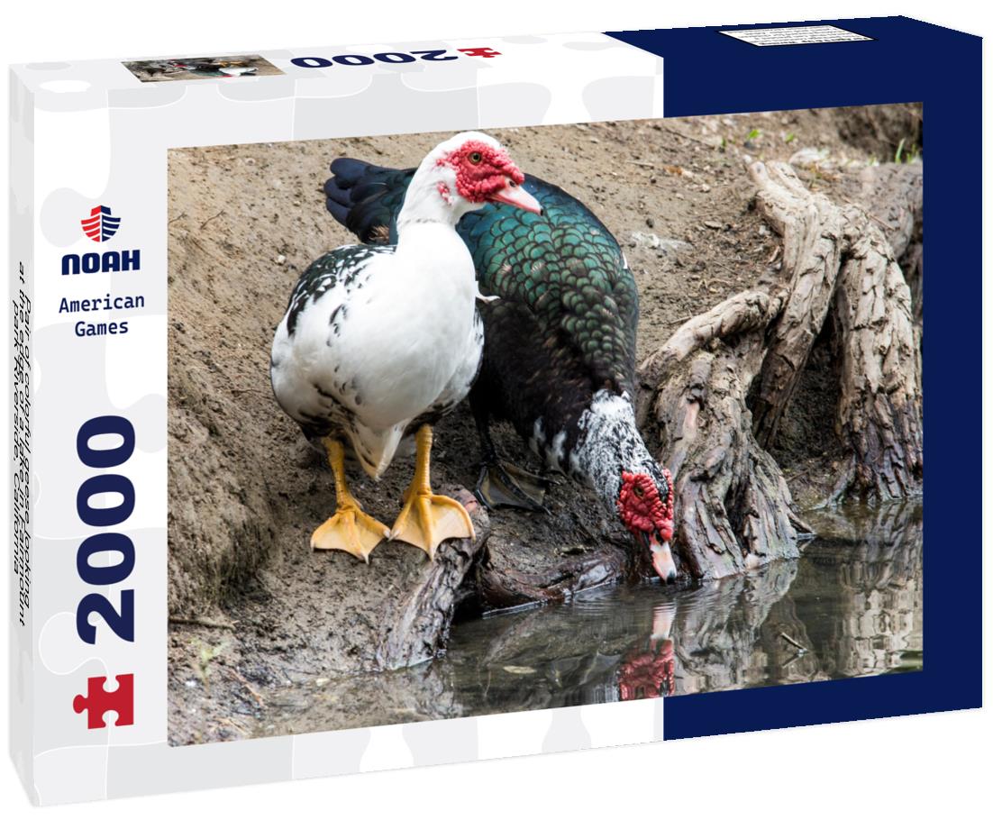 Noah Jigsaw Puzzle Pair of colorful geese looking at the edge of a lake in Fairmount park Riverside, California 2000 pieces