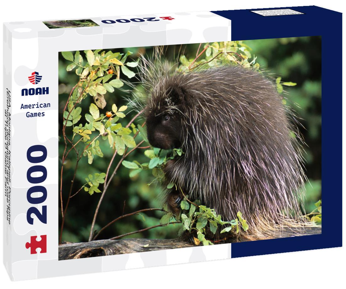 Noah Jigsaw Puzzle USA, Montana, Kalispell. Porcupine (Erethizon dorsatum) and rose hips at Triple D Game Farm 2000 pieces