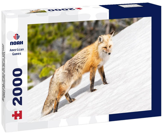 Noah Jigsaw Puzzle Yellowstone National Park, red fox in its spring coat walking through melting snow, Wyoming 2000 pieces