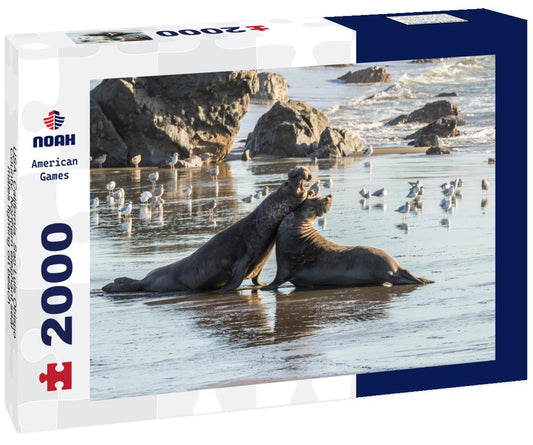 Noah Jigsaw Puzzle USA, California, San Luis Obispo County. Northern elephant seal males fighting on beach 2000 pieces