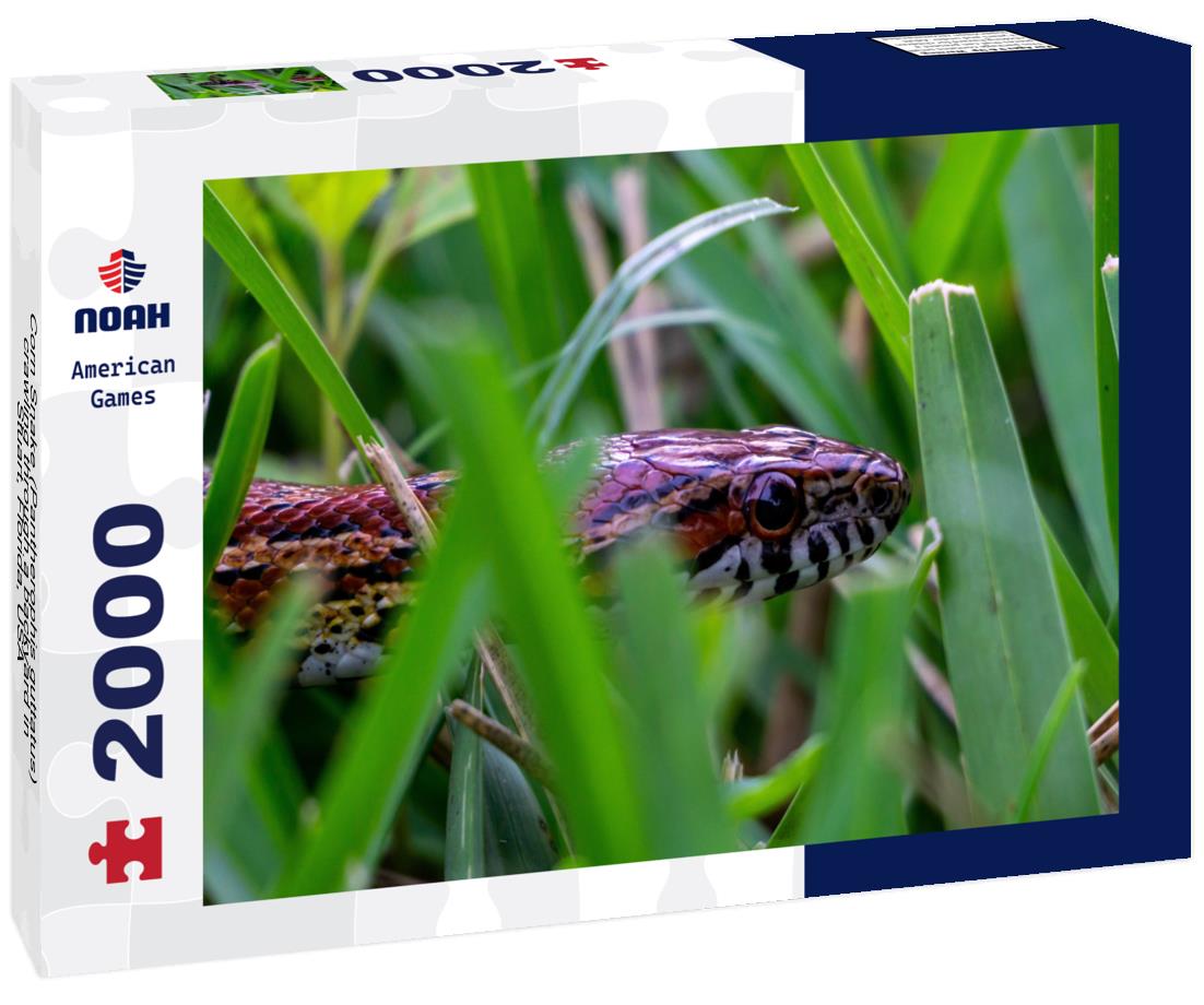 Noah Jigsaw Puzzle Corn Snake (Pantherophis guttatus) crawling through a backyard in Stuart, Florida, USA 2000 pieces