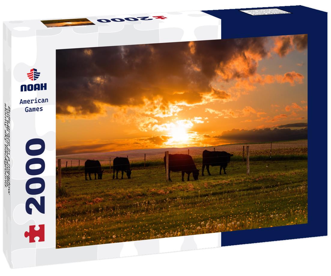 Noah Jigsaw Puzzle Bulls graze in a meadow on the sunset and the stormy sky background. Iowa State. USA 2000 pieces
