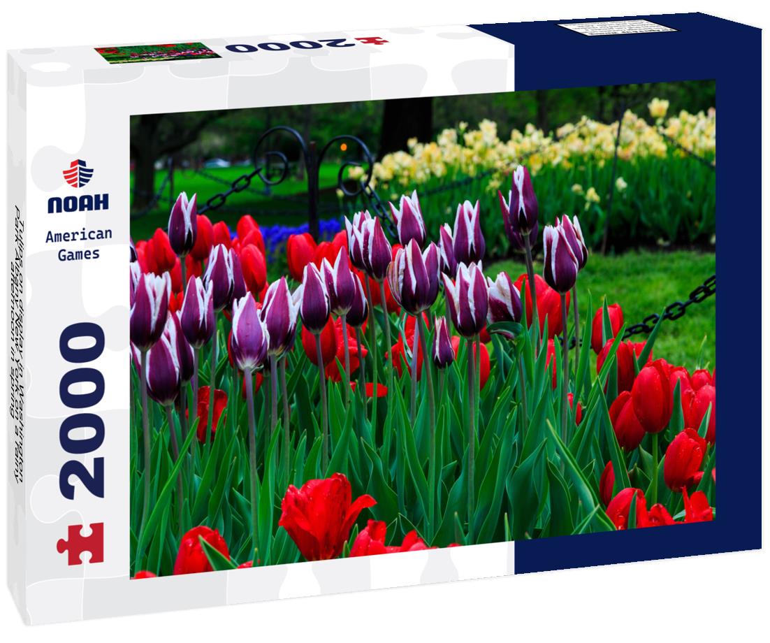 Noah Jigsaw Puzzle Tulips on display in Washington Park Albany New York on a rainy afternoon in spring 2000 pieces