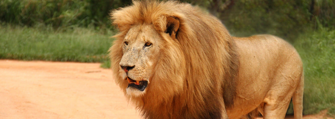 Noah Jigsaw Puzzle African lion with mane Panorama 1000 Pieces