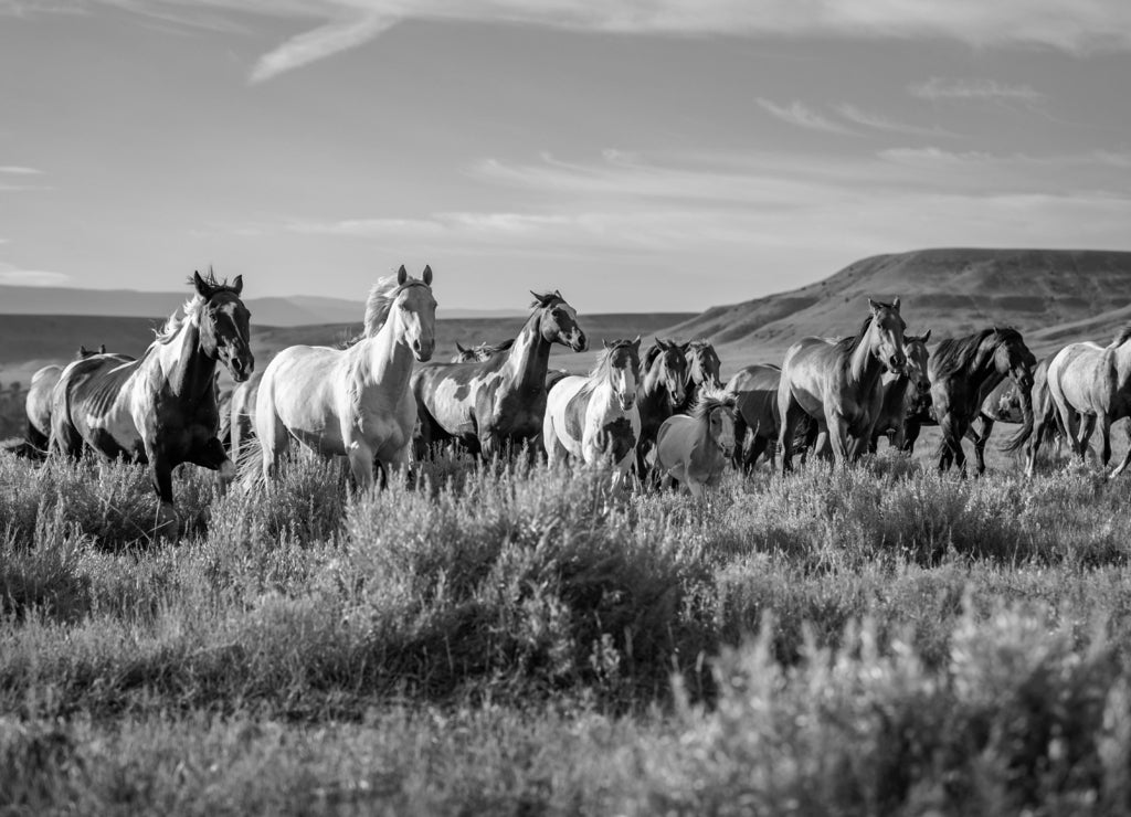 galloping horse herd in Montana in black white