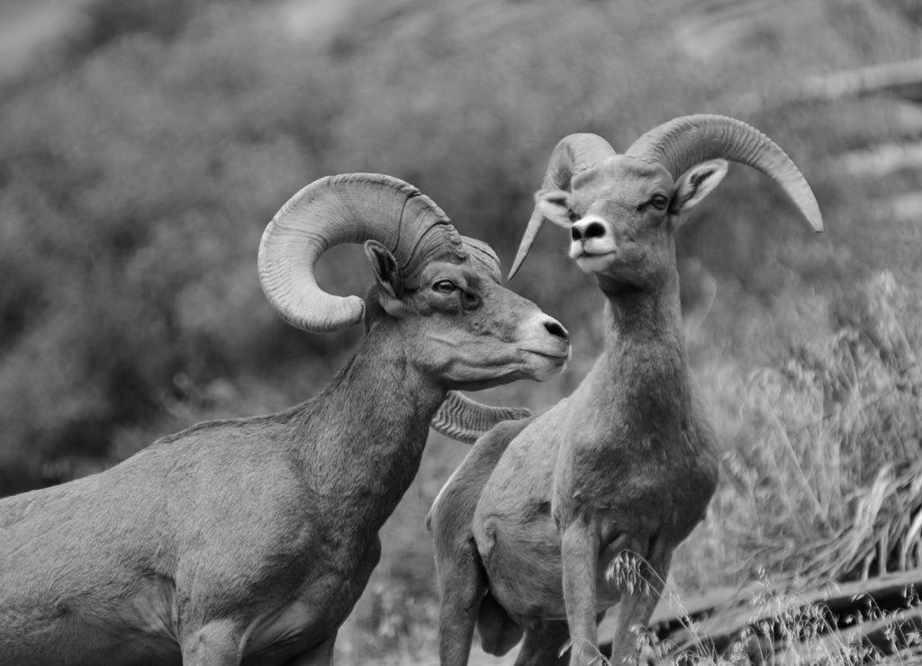 Bighorn sheep, Zion National Park, Utah in black white