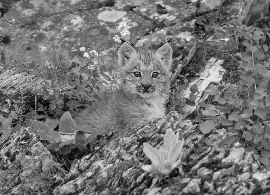 Canadian Lynx cubs playing in the grass in Montana in black white