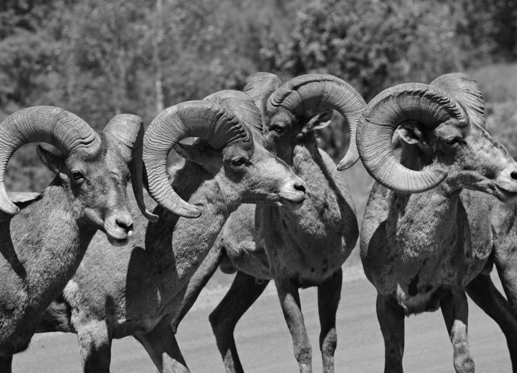 Close up of rocky mountain bighorn sheep ram in waterton canyon recreational area in the foothills of littleton, colorado, near denver in black white