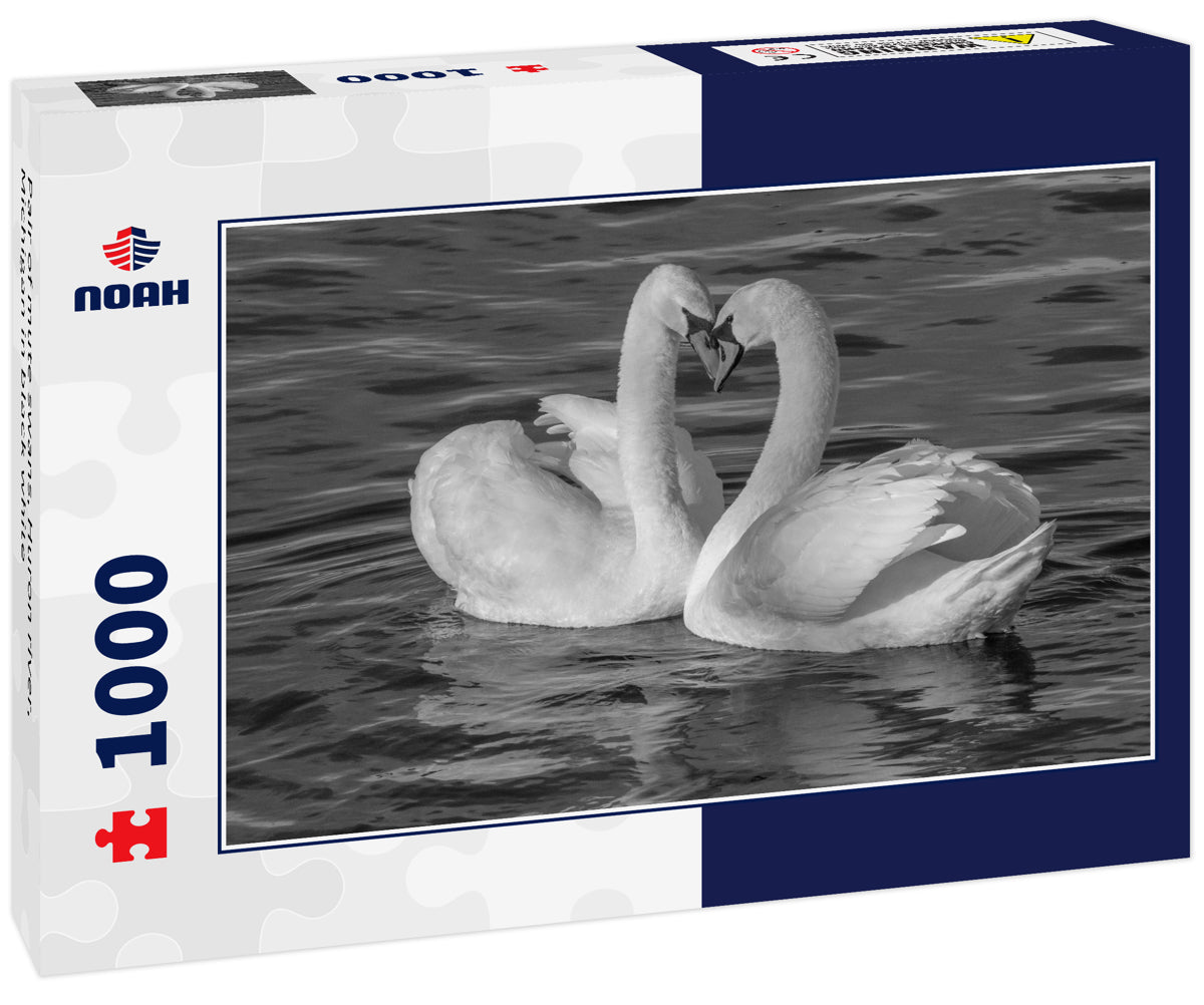 Pair of mute swans, Huron river, Michigan in black white