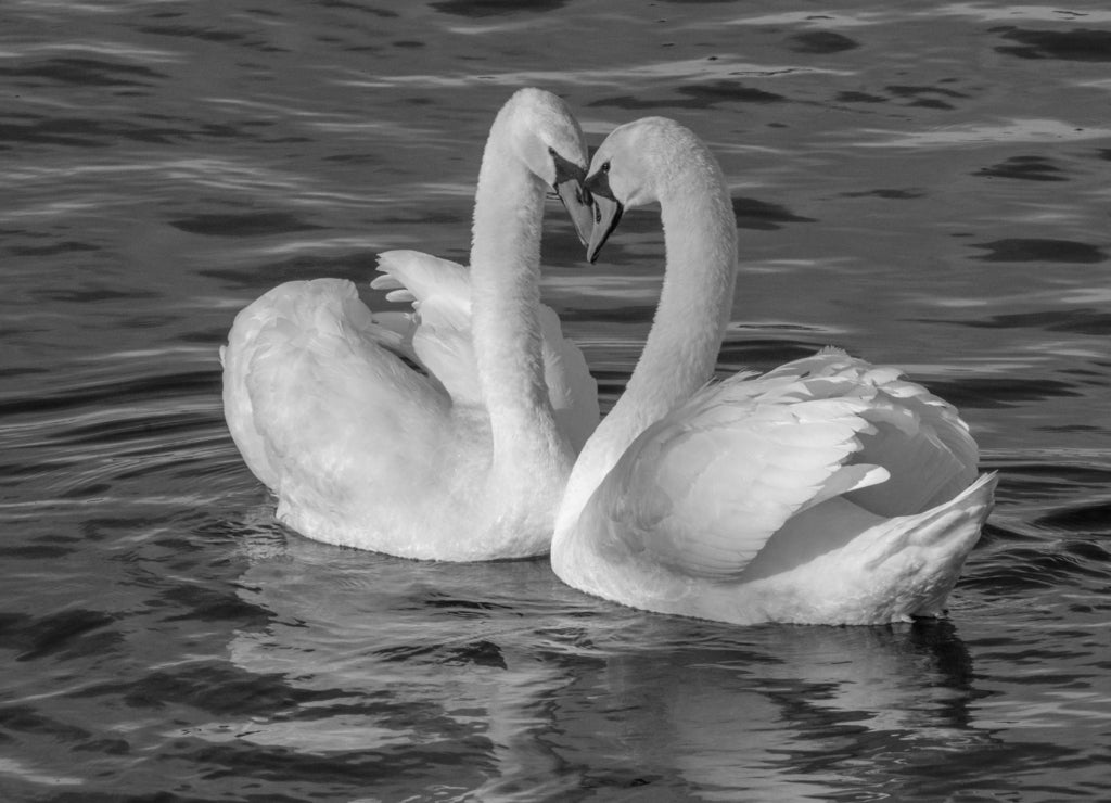 Pair of mute swans, Huron river, Michigan in black white