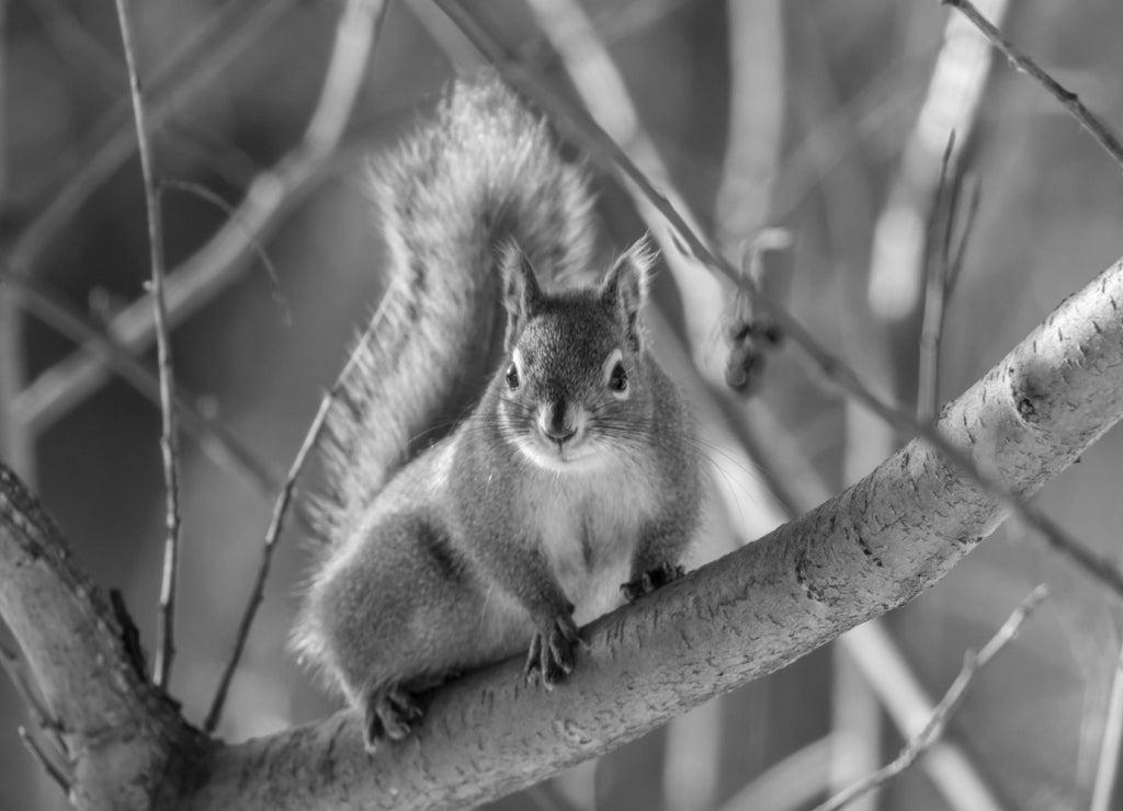 USA, Alaska, Fairbanks Red squirrel in tree in black white