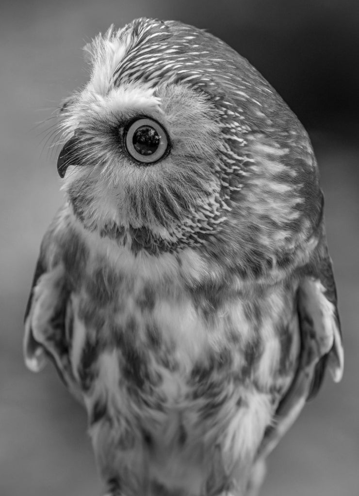 USA, Alaska, Sitka Northern saw-whet owl at Alaska Raptor Center in black white