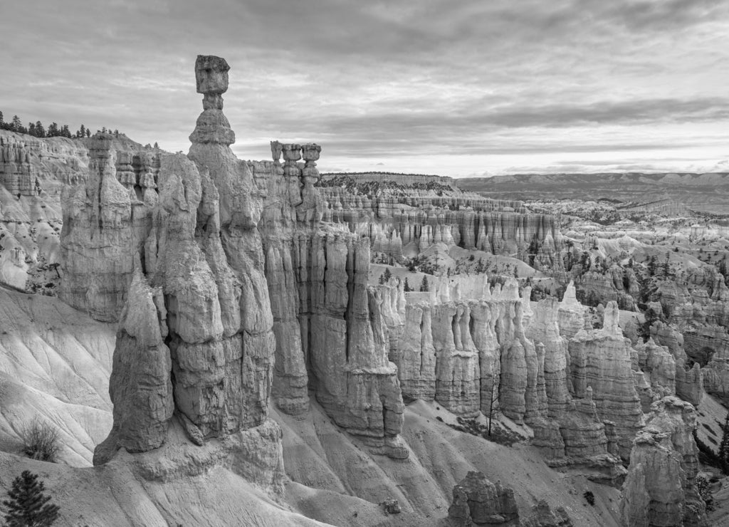 Bryce Canyon National Park, Utah, USA at Thor's Hammer in black white