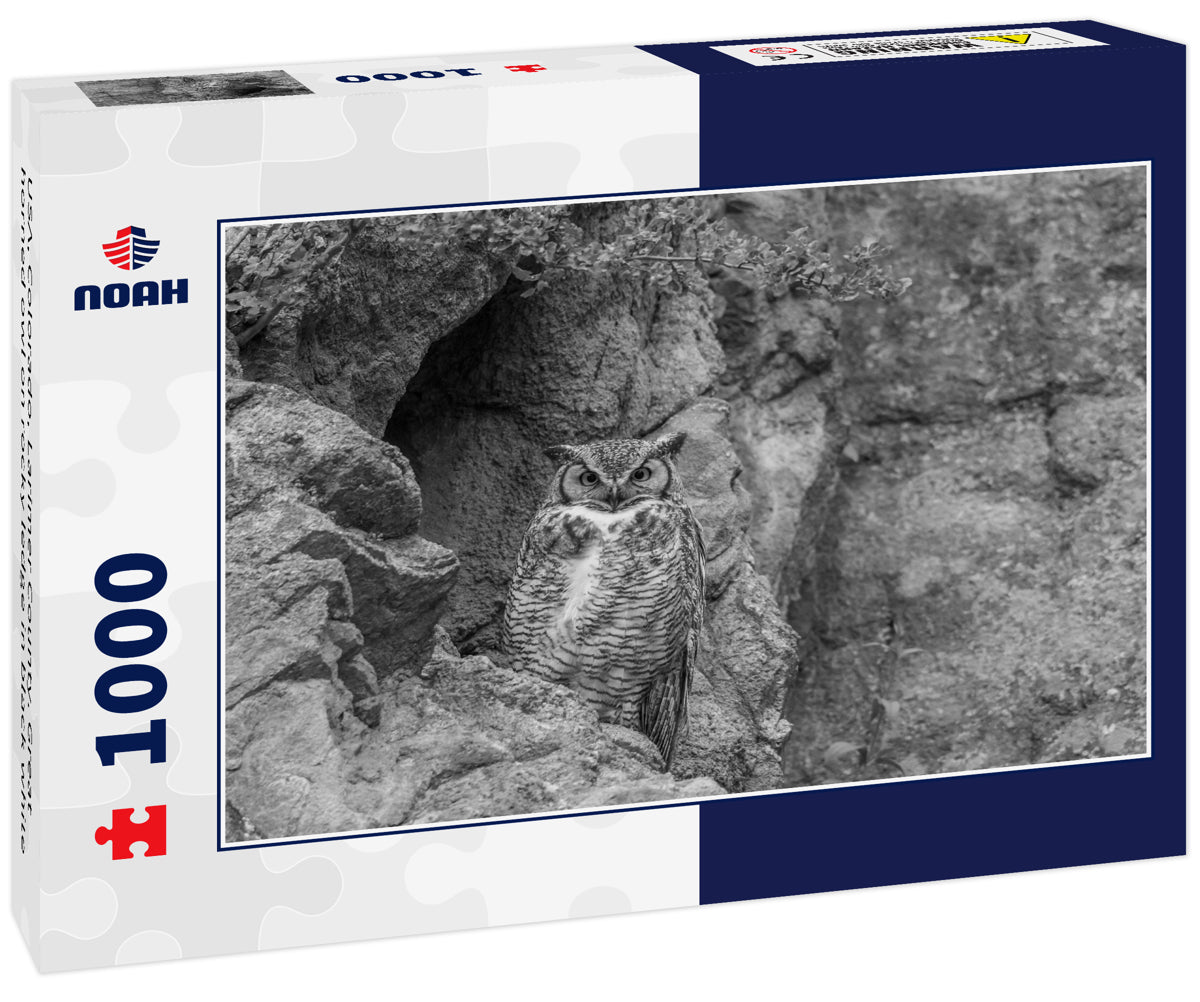 USA, Colorado, Larimer County. Great horned owl on rocky ledge in black white